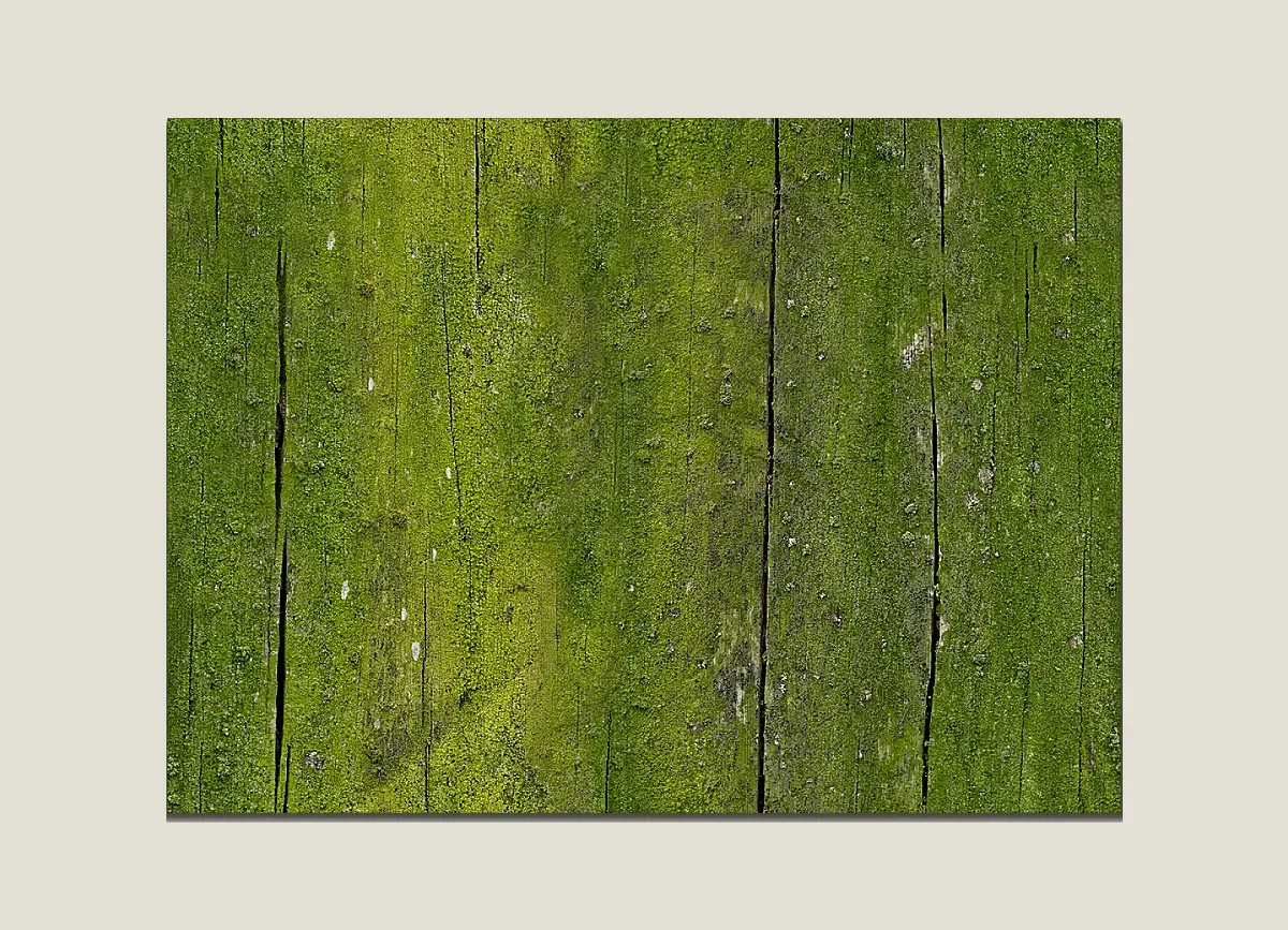 Preserved Moss material sample